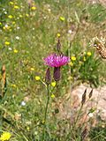 Miniatura para Crupina crupinastrum