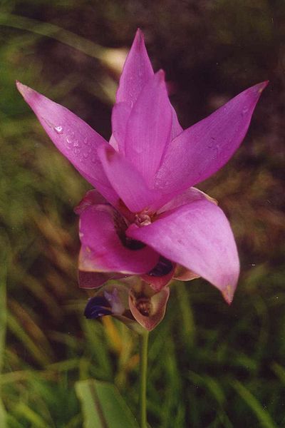 File:Curcuma alismatifolia1.jpg