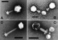 December 24: Electron microscopy of Prochlorococcus