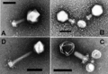 Prochlorococcus Myoviruses P-SSM2 and P-SSM4, Phagen, EM.