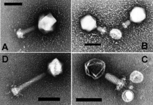 These are cyanophages, viruses that infect cyanobacteria (scale bars indicate 100 nm) Cyanophages.png