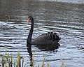 Cygnus atratus aka black swan in boras sweden.jpg