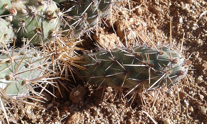 File:Cylindropuntia prolifera detalle.jpg