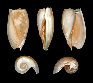<i>Cymbium cymbium</i> Species of gastropod