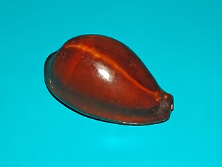 <i>Erronea adusta</i> Species of gastropod