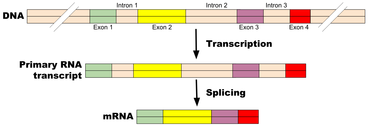 File:Anamnese und Einwilligung mRNA.pdf - Wikimedia Commons