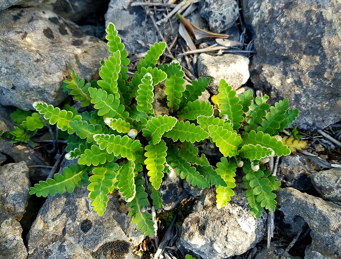 Asplenium ceterach