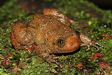 Davidraju Nyctibatrachus petraeus (2).jpg