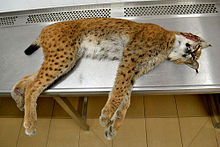 Lynx Boreal Wikipedia