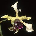 Dendrobium atroviolaceum