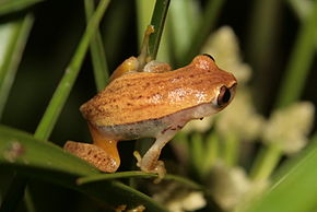 Descrierea imaginii Dendropsophus nanus01.jpg.