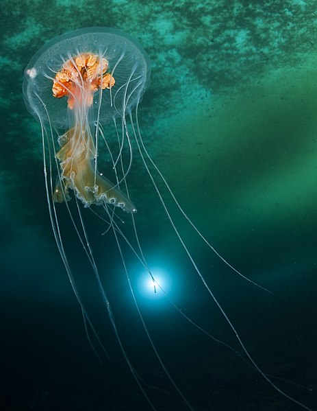 File:Detail, Ice planet and antarctic jellyfish (cropped).jpg