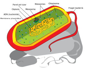 Bacteris: Història de la bacteriologia, Origen i evolució primerenca, Morfologia