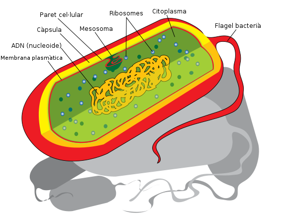 File:Diagrama d'una cèl·lula procariota.svg