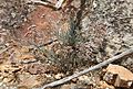 Hahnensporn (Dicheranthus plocamoides)?