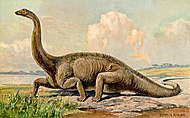 Une autre représentation du diplodocus, du début du XXème siècle : à cet époque, on pensait que cet animal rampait sur le sol et qu'il vivait près des marais.