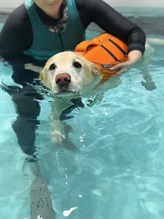 <span class="mw-page-title-main">Canine hydrotherapy</span>