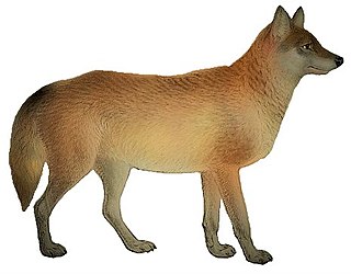 <span class="mw-page-title-main">Cascade mountain wolf</span> Extinct subspecies of carnivore