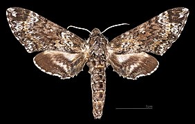 Dolba hyloeus specimen - female dorsal