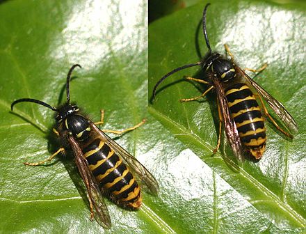 Оса пола. Dolichovespula. Самец осы. Самка осы. Оса самка и самец.