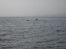 Dolphins in Al Bandar bay Dolphin watching from Al Bandar bay - panoramio.jpg