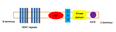 The four domains of mTOR at the protein level Domain structure of mTOR.png