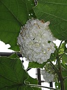 Dombeya tiliacea