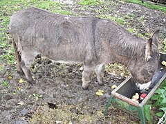 Donkey eating apples from a steel trough