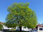 Linden tree