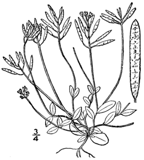 <i>Draba reptans</i> Species of flowering plant