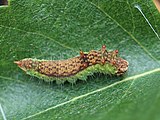 larva Drepana falcataria 02.JPG