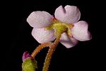 Drosera natalensis flyder 3 Darwiniana.jpg