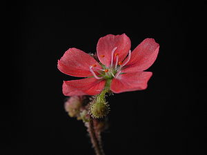 Drosera pulchella, flower