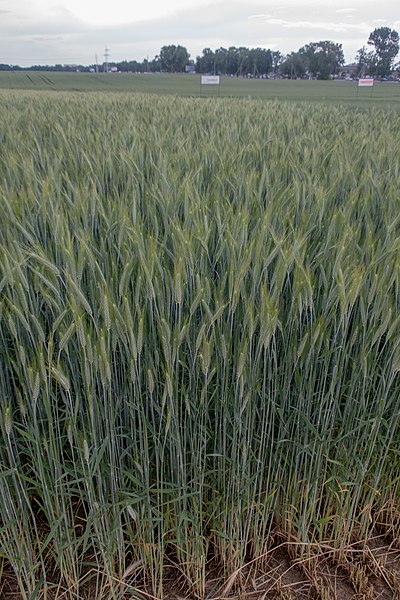 File:Dynamo (winter triticale breed) in Belarus 03.jpg