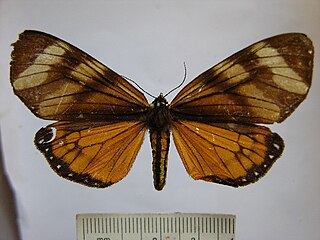 <i>Dysschema eurocilia</i> Species of moth