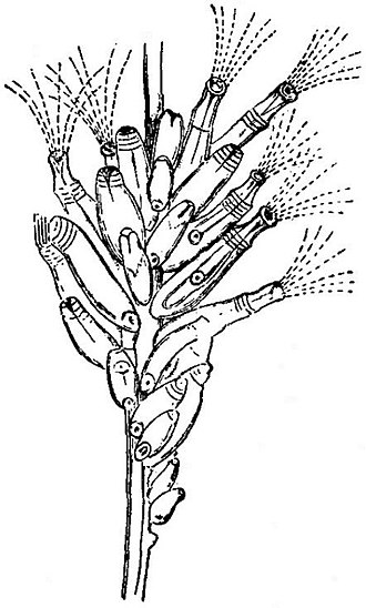 Part of a branch of Bowerbankia pustulosa EB1911 Polyzoa - part of a branch of Bowerbankia pustulosa.jpg