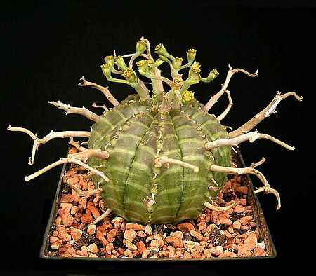 Euphorbia_meloformis