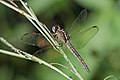 Eastern blacktail (Nesciothemis farinosa) female 2.jpg