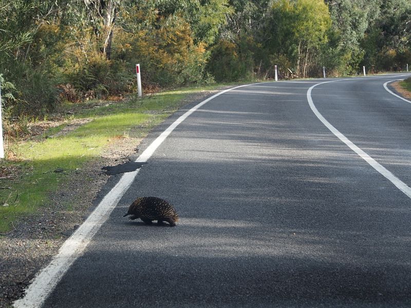 File:Echidna on the road.jpg