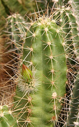 <i>Echinocereus parkeri</i> Species of cactus
