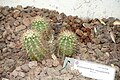 Echinocereus stoloniferus var. tayopensis (Echinocereus tayopensis) - Orto botanico - Rome, Italy - DSC00062.jpg