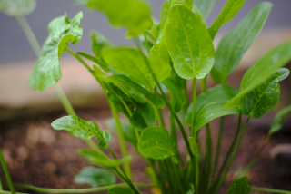 <i>Echinodorus ovalis</i> Species of flowering plant