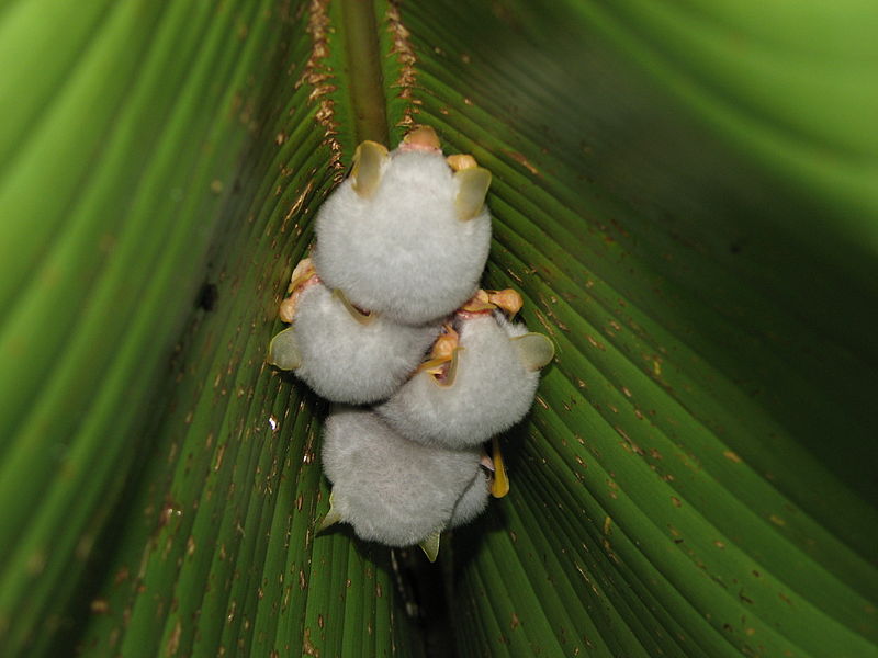 File:Ectophylla alba Costa Rica.jpg