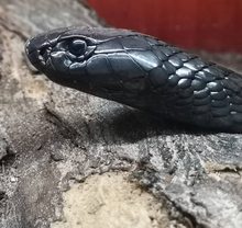 Egyptian Cobra „Ouraeus“