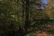 Eiche im Wald beim Strehlhof auf dem Gelände des Wasserhochbehälters