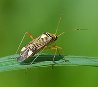 Hemiptera (Bugs)