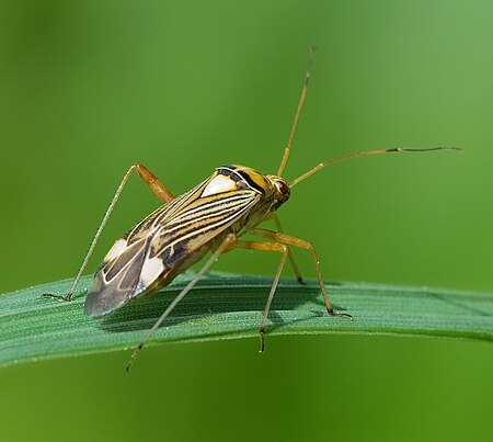 Eichen-Schmuckwanze Rhabdomiris striatellus 2.jpg