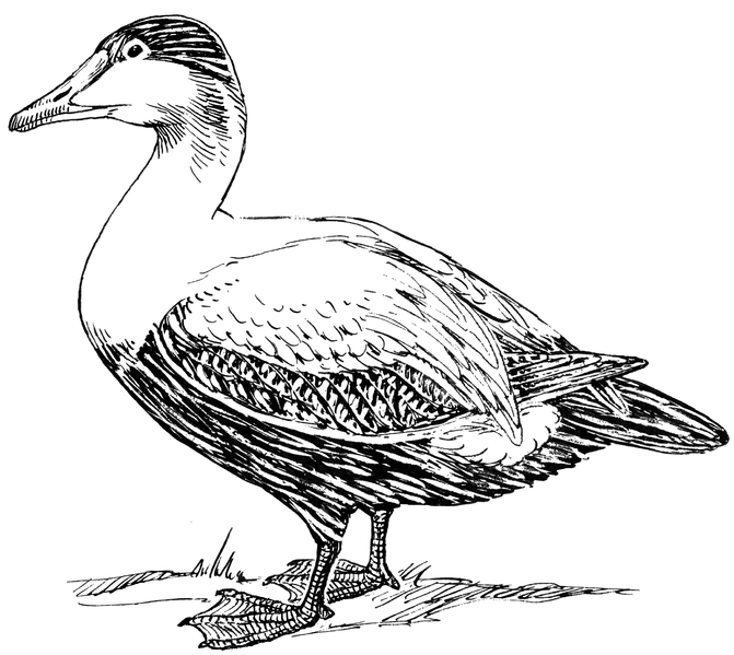 File:Elder Duck 1 (PSF).png