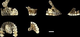 Homo Naledi: Ontdekking, Naamgeving, Datering