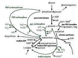 Enzymes involved in glycolysis, pyruvate processing, and the TCA cycle in Dokdonia sp. strain MED 134 heterotrophic metabolism. Enzymes encoded for Dokdonia sp. strain MED 134 metabolism.jpg